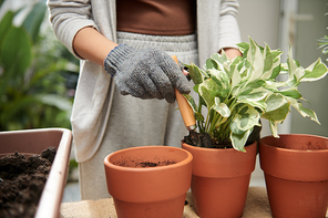 Closeup image of woman in gloves putting pothos plant in clay pot