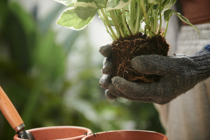 Woman in textile gloves holding plant ready for being repotted