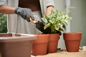 Cropped image of woman reporting plant and adding potting soil