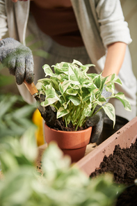 Closeup image of gardener adding fertile soil in flower pot