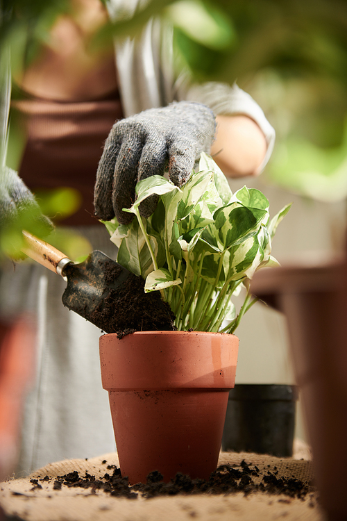 Hands of woman adding high quality potting soil in flower pots