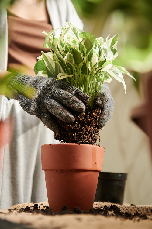 Hands of woman in textile gloves putting potos plant in clay pot