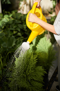 Closeup image of woman watering bushes in backyard on sunny day