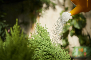 Cropped image of gardener watering rosemary shrub