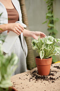Woman spraying potos plant after repotting it