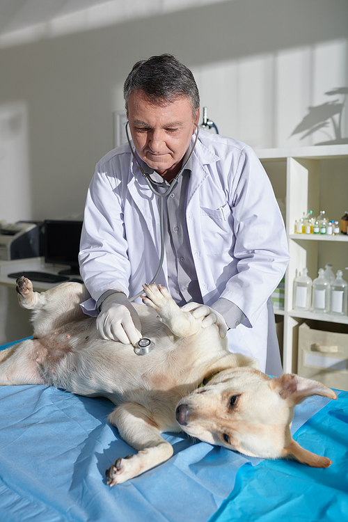 Veterinarian with stethoscope checking breath of labrador dog during annual examination
