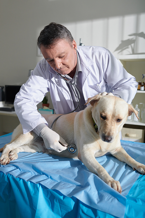 Senior veterinarian checking heartbeat of labrador dog during annual examination