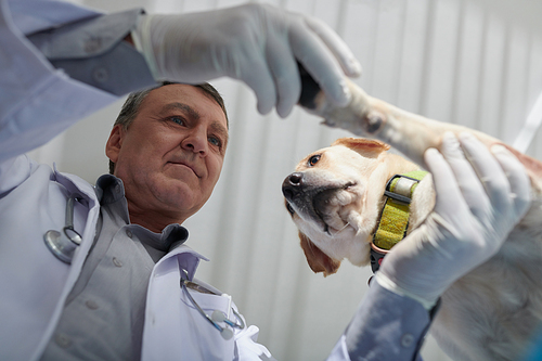Senior veterinarian checking paws of labrador dog, view from below