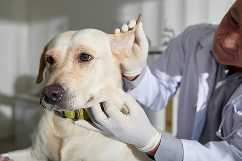 Experienced veterinarian checking ears of labrador dog during annual checkup