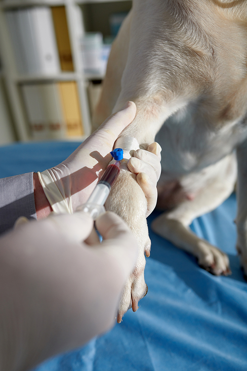 Closeup image of doctor taking blood sample from leg of labrador dog