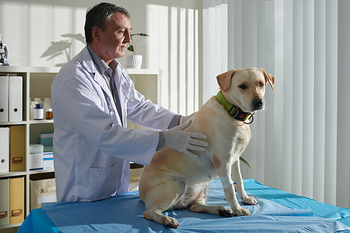 Experienced veterinarian examining and palpating labrador dog