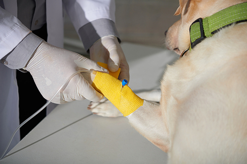 Closeup image of veterinarian applying yellow vetwrap to fix intravenous catheter on paw