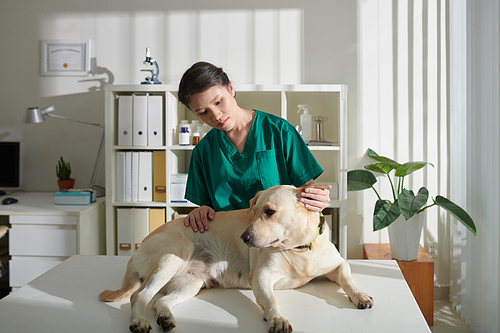 Veterinary nurse examining and palpating labrador dog