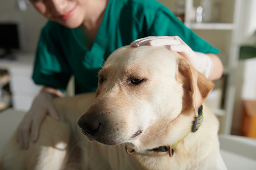 Closeup image of nurse patting labrador dog on head