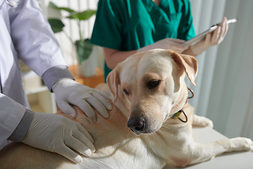 Veterinarian examining labrador dog when nurse filling medical form
