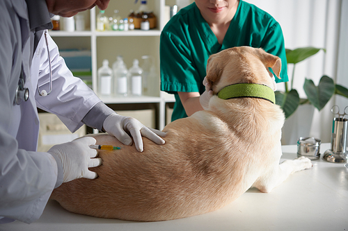 Veterinarian injecting medicine in back of sick dog