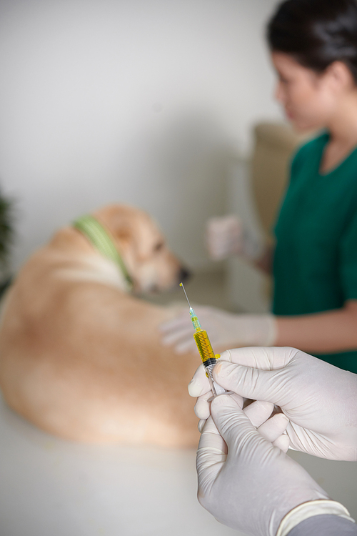 Hands of veterinarian holding syringe with medicine when nurse fixing dog on table
