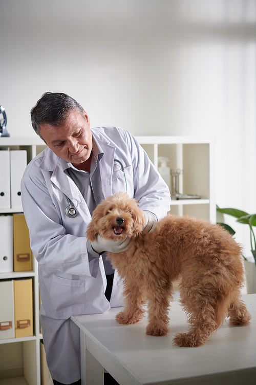 Doctor examining small dog on table in veterinary clinic