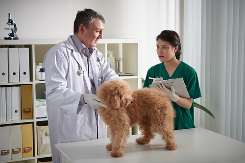 Veterinarian checking fur of small fluffy dog on table in animal hospital when nurse filling form