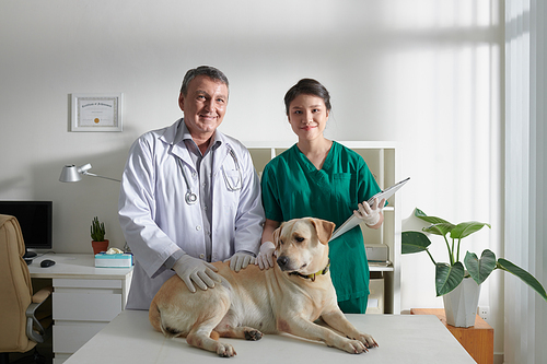 Happy experienced veterinarian and medical nurse examining labrador dog