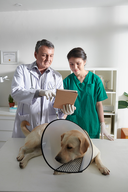 Veterinarian and medical nurse checking medical card of labrador dog on tablet computer