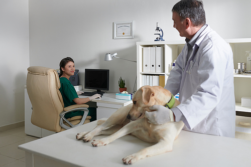Veterinarian examining labrador retriever dog when nurse filling medical card on computer in background