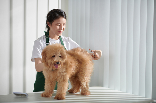Smiling young groomer cutting coat of dog with sharp scissors