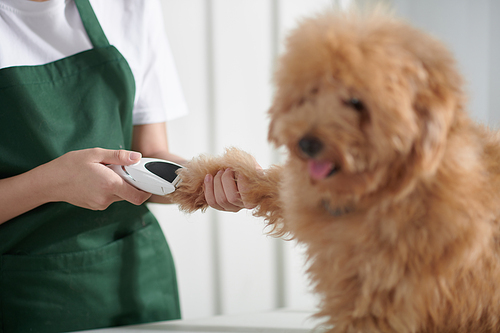 Cropped image of groomer cutting fur on paws of adorable small curly dog