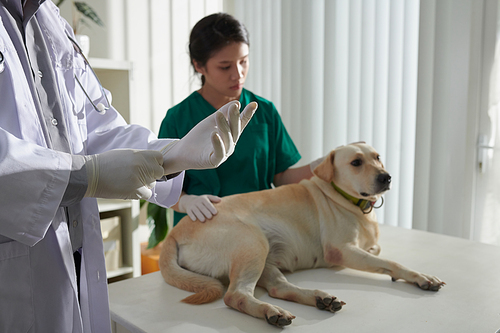 Veterinarian wearing silicone gloves before examining and palpating dog during annual check-up