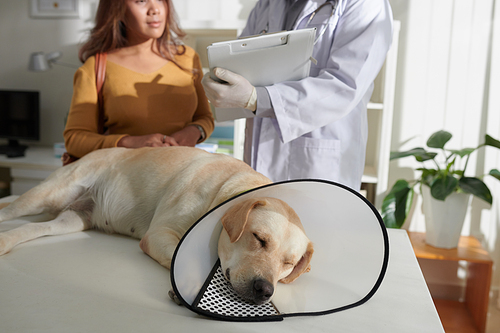 Dog with plastic Elizabethan collar around neck sleeping on medical table when veterinarian talking to owner
