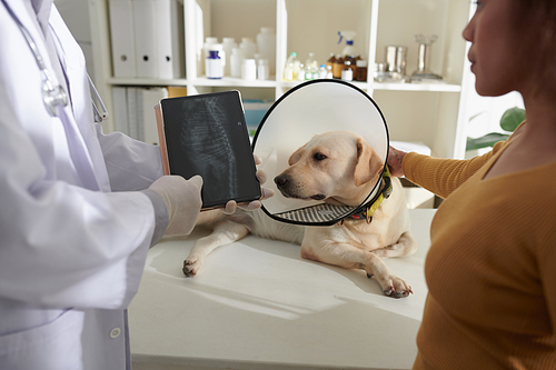 Cropped image of veterinarian showing tablet computer with x-ray image of dogs spine to owner