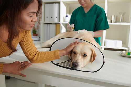 Smiling woman patting her dog when nurse injecting medicine