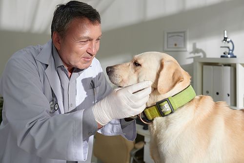 Experienced veterinarian checking eyes of labrador retriever dog