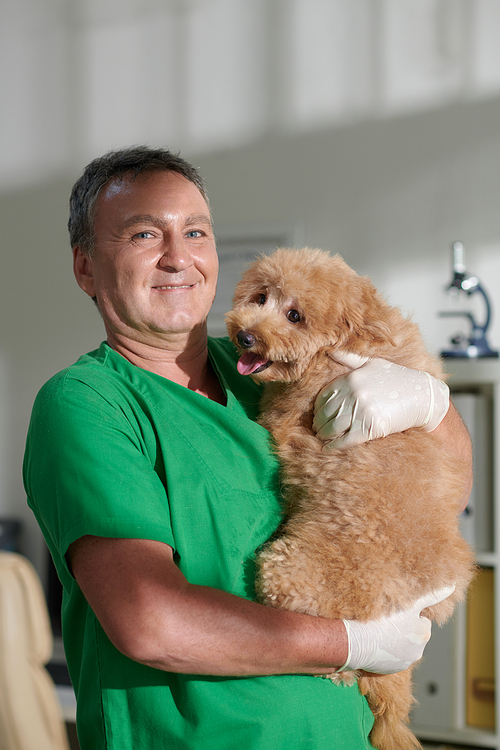 Portrait of happy experienced veterinarian holding small cute curly dog