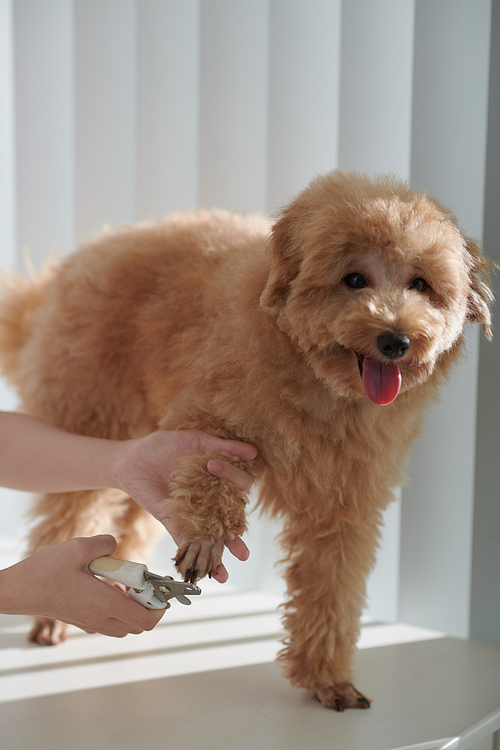 Hands of groomer trimming nails of small cute curly dog with clipper