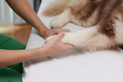 Veterinarian shaking paw of sick dog lying on bed in vet cinic