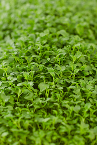 Close-up of young green plants seeding in the farm