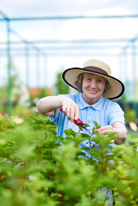Portrait of happy senior woman working in glasshouse cutting  bush and 