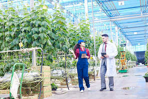 Full length portrait of chief agricultural engineer wearing lab coat talking to female worker on vegetable farm, copy space