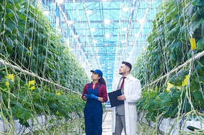Wide angle portrait of female worker presenting rich cucumber harvest to supervisor in greenhouse of modern vegetable farm, copy space