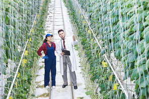 Full length portrait of chief supervisor talking to female worker while checking plants in greenhouse of modern vegetable plantation, copy space