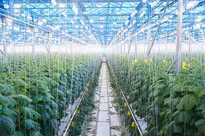 Wide angle view of cucumber plantation in greenhouse of modern industrial farm, copy space
