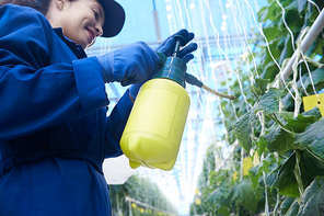 Low angle portrait of young woman working in greenhouse on vegetable plantation and spray treating cucumbers, copy space