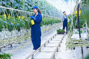 Full length portrait of two workers caring for plants in greenhouse of modern vegetable plantation, copy space