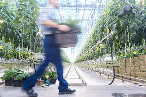 Blurred motion image of plantation worker carrying box walking past vegetable bed  rows in greenhouse of modern industrial farm, copy space