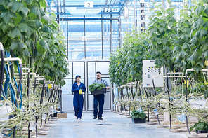 Full length portrait of two modern plantation workers walking between vegetable rows in greenhouse of modern industrial farm, copy space