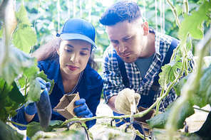Portrait of two modern plantation workers checking soil while caring for vegetables in greenhouse of modern agricultural farm, copy space