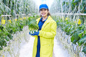 Portrait of happy young woman working on vegetable farm posing in greenhouse holding cucumber seedling and smiling at camera wearing yellow coat, copy space