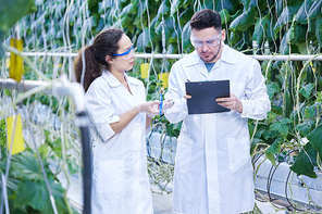 Portrait of two modern scientists studying quality of vegetables in greenhouse of agricultural plantation