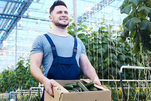 Low angle portrait of cheerful farmer carrying box of cucumbers while gathering harvest on plantation in greenhouse, copy space